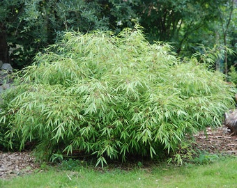 Box of 10 Fargesia Rufa, live, cold hardy nonrunning, clumping bamboo plant grown in number 1 size container.
