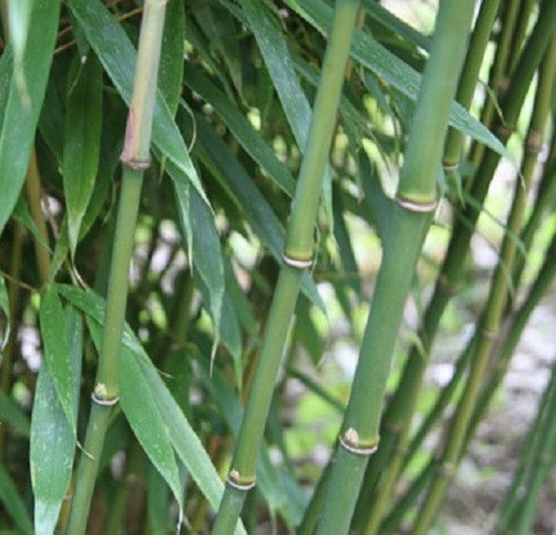 Box of 5 Fargesia robusta 'Wolong' live clumping bamboo plants for hedge or specimen image 1