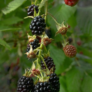 Navaho Thornless Blackberry