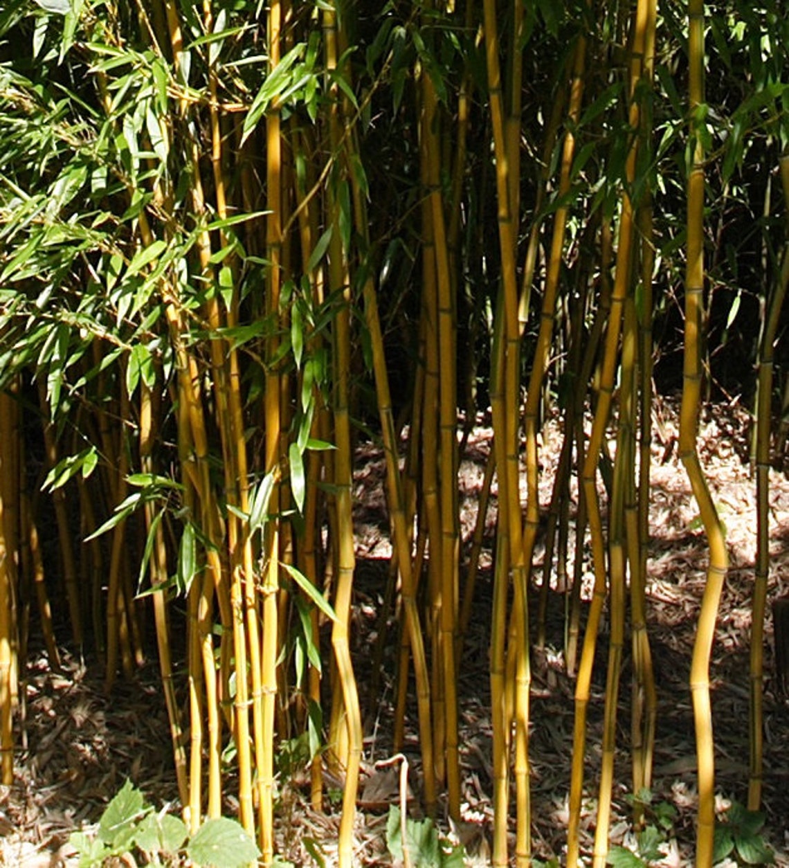 Giant Timber Bamboo Plant Cold Hardy to 15ºf Phyllostachys Etsy