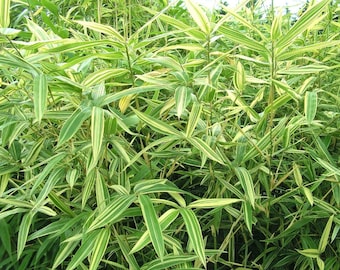 Hibanobambusa tranquillans Shiroshima, Japanese bamboo Tropical looking Large green/white leaves.