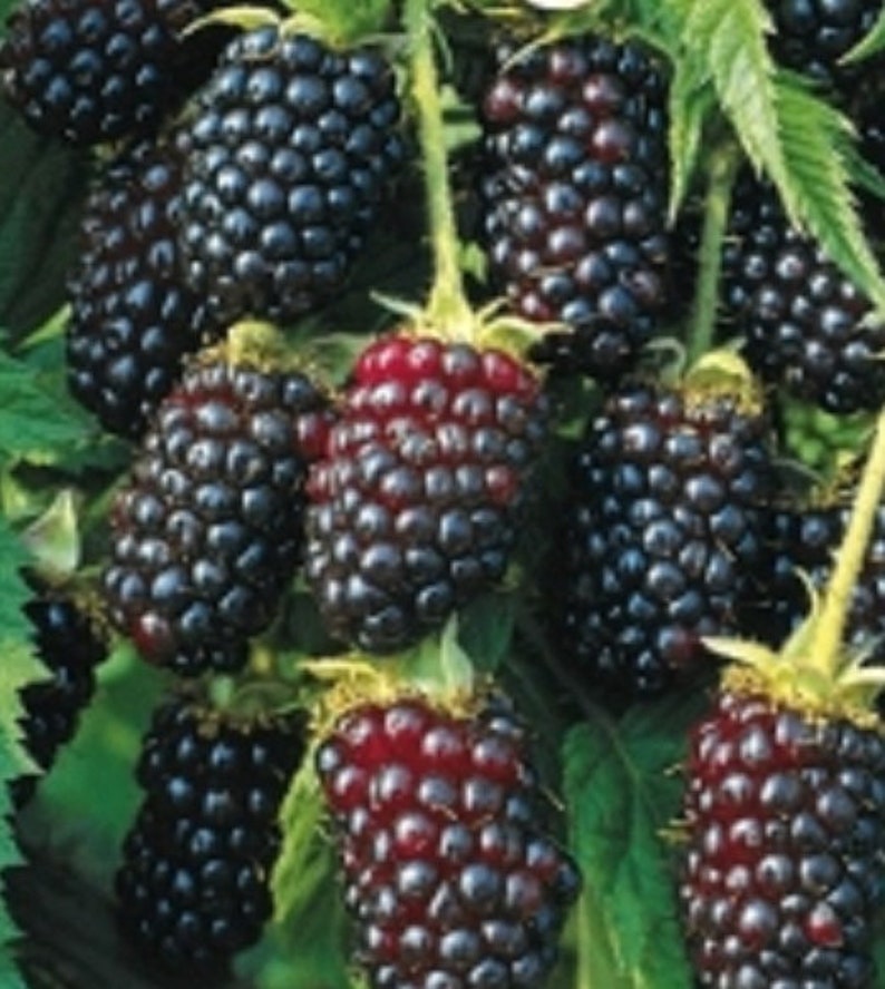 Halls Beauty Thornless Blackberry Box of 2 Etsy