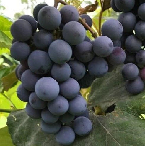 Campbell\'s Early Purple Grape, Live Potted Grape Plant, 2 Years Old. - Etsy