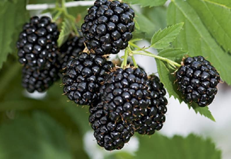 Halls Beauty Thornless Blackberry Box of 2 Etsy