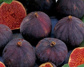 May include: A collection of fresh figs with deep purple, textured skins and vibrant red, seeded interiors. Several whole, round figs are displayed alongside halved sections that reveal the dense, granular texture of the fruit flesh.
