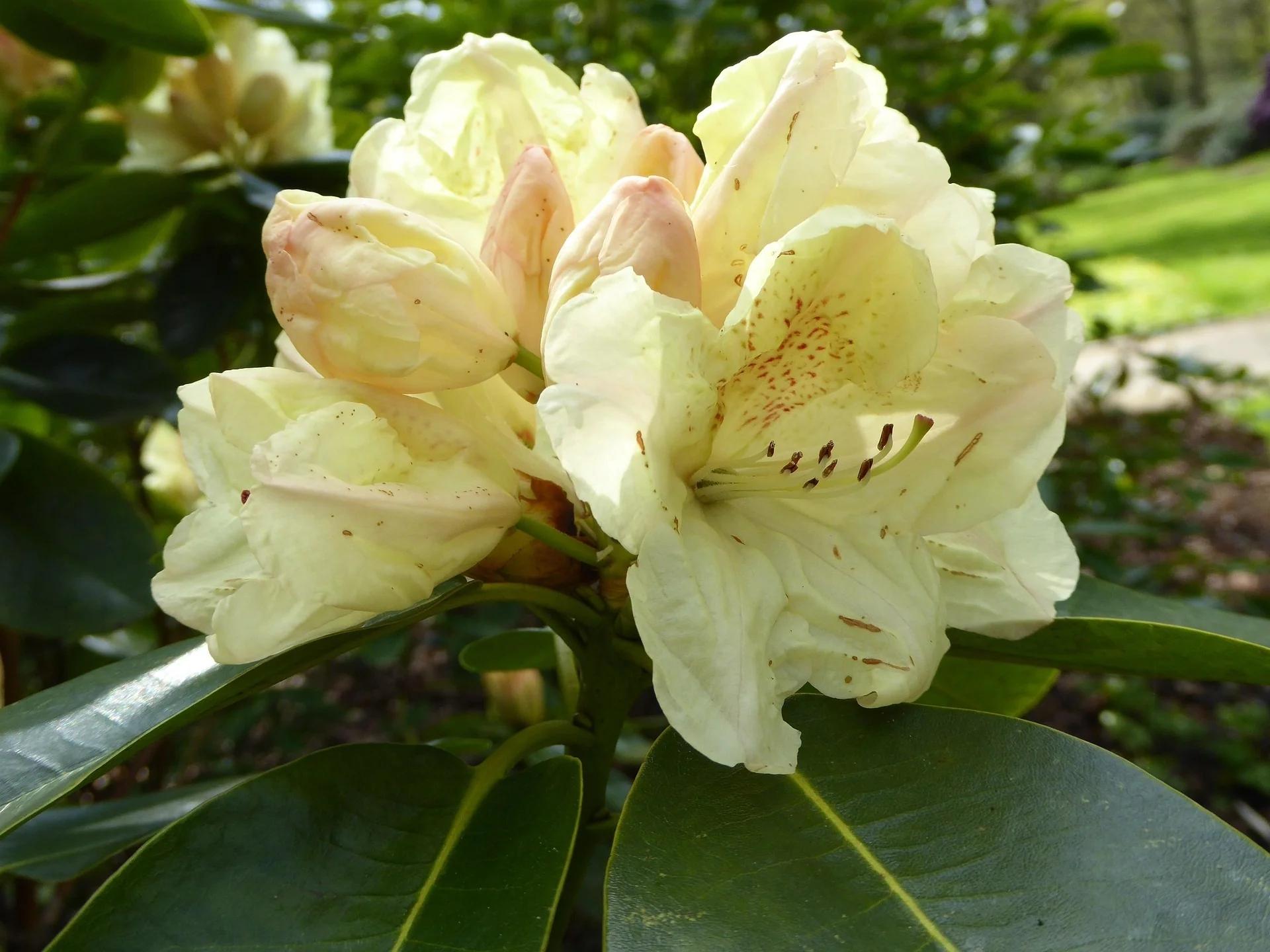 Rhododendron Vireya - Etsy