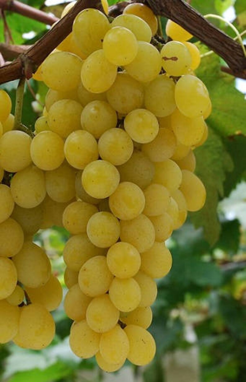 Golden Muscat Grape live potted seedless grape plant 2 Etsy
