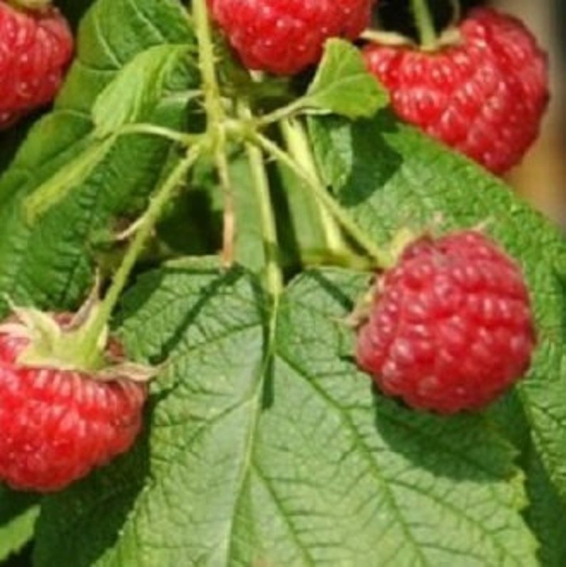 Heritage Red Raspberry 2�3� tall live potted Etsy