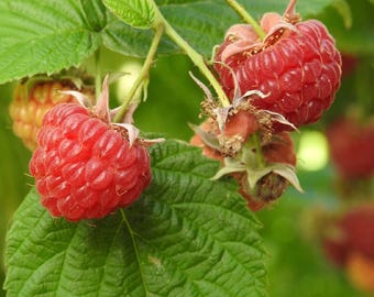 May include: Close-up of red raspberries growing on a green bush. The raspberries are ripe and ready to be picked.