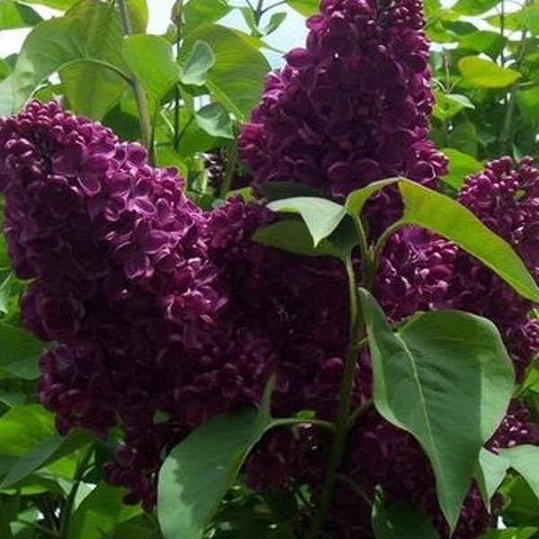 Monge French Lilac (Syringa) Live Plant