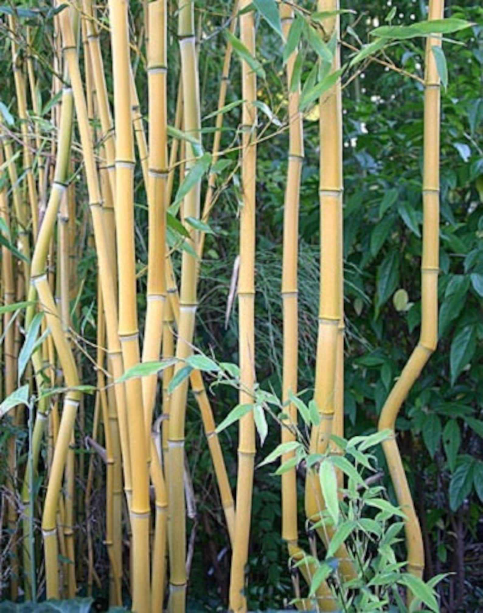 Giant Timber Bamboo Plant Cold Hardy to 15ºf Phyllostachys Etsy