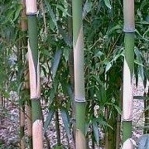 Box Of 5 Pleioblastus Simonii, Medake Bamboo, 1 Size Live Plant image 1