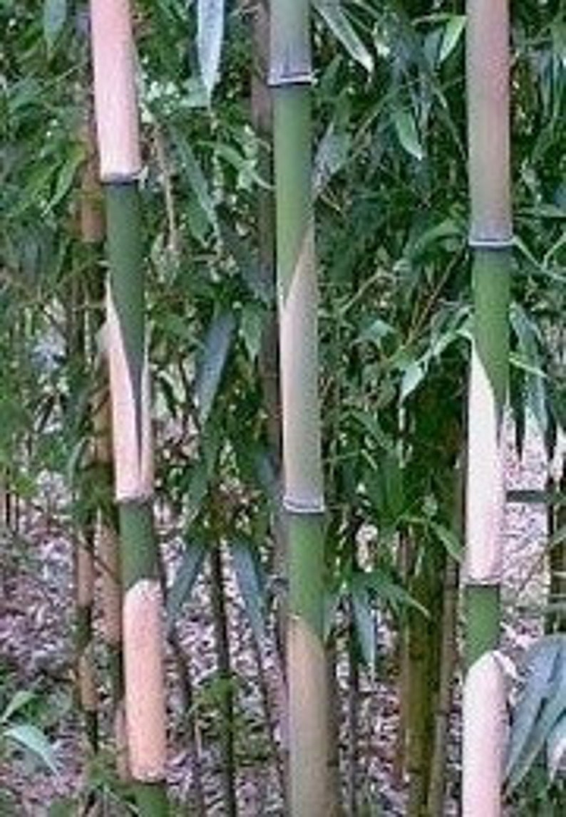 Box Of 5 Pleioblastus Simonii, Medake Bamboo, 1 Size Live Plant image 1