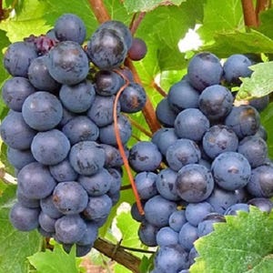 Black Monukka Seedless Grape, Live Potted Grape Plant, 1-2 Years Old.