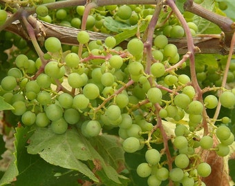 Niagara green live potted grape plant,  1-2 years old.