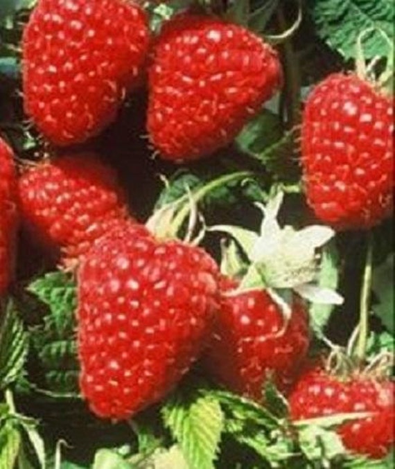 Kokanee Red Raspberry Box of 3 | Etsy