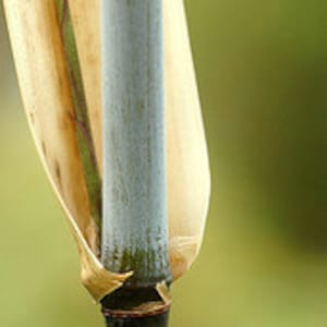 Box of 3 Borinda angustisima clumping bamboo plant hardy to 12f image 2