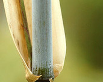 2 Borinda Angustisima Clumping Bamboo Plant Hardy To 12f