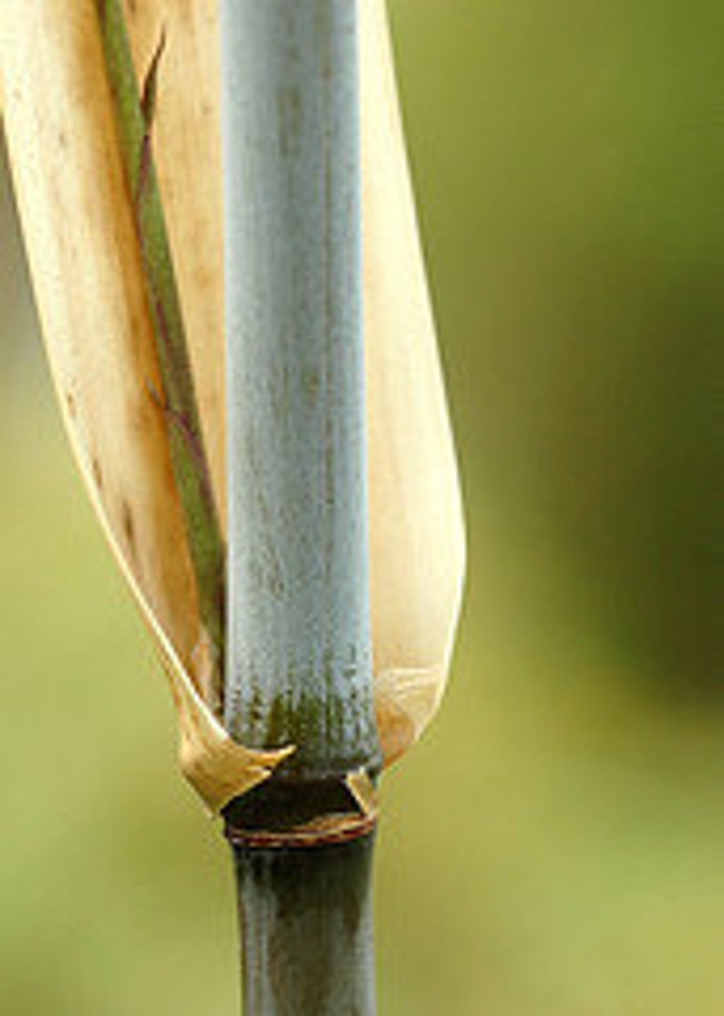 Box of 3 Borinda angustisima clumping bamboo plant hardy to 12f image 2