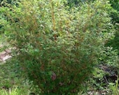 2 Bambusa multiplex Fern Leaf, non running, clumping live bamboo plant
