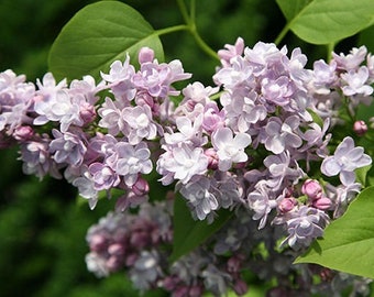 Katherine Havemeyer French Lilac (Syringa) Live Plant