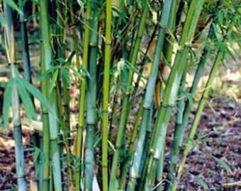 Box of 3 Borinda angustisima clumping bamboo plant hardy to 12f