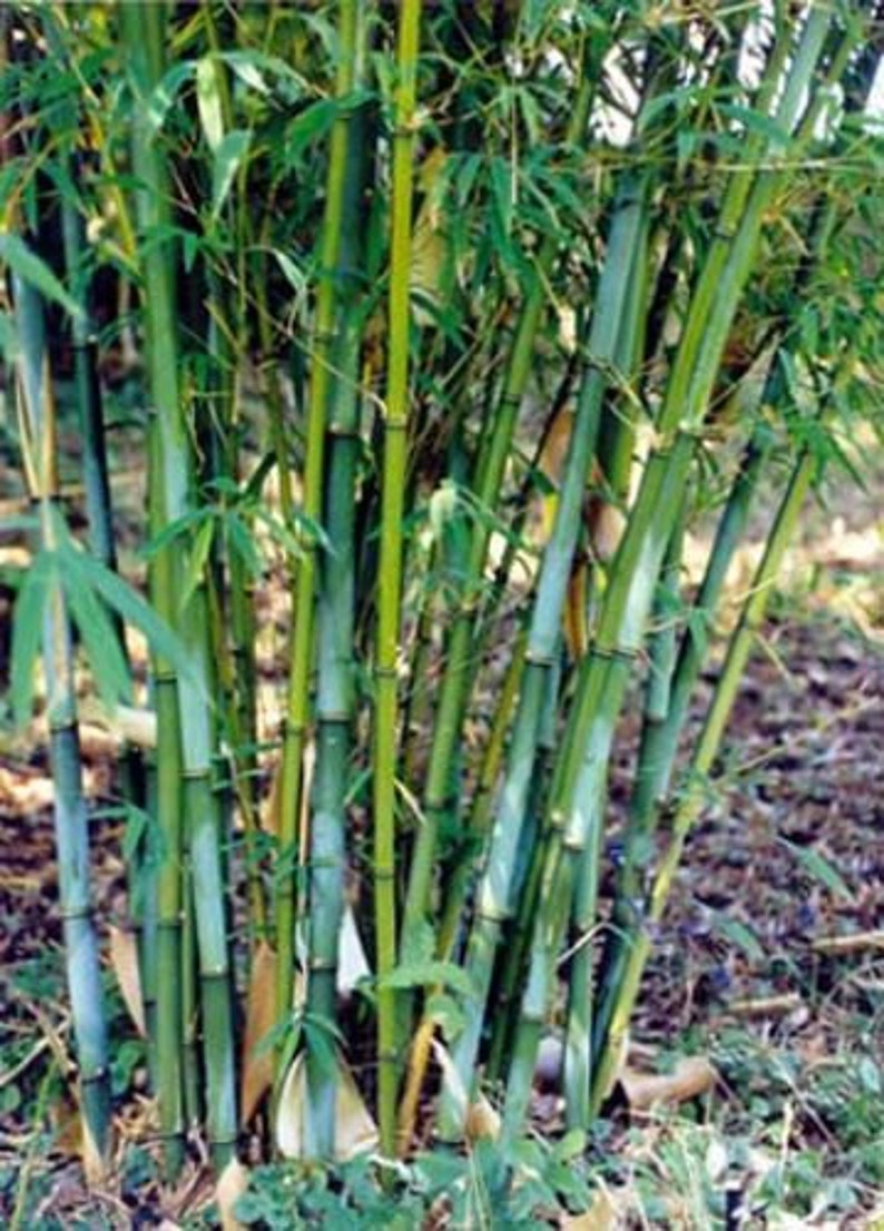 Box of 3 Borinda angustisima clumping bamboo plant hardy to 12f image 1
