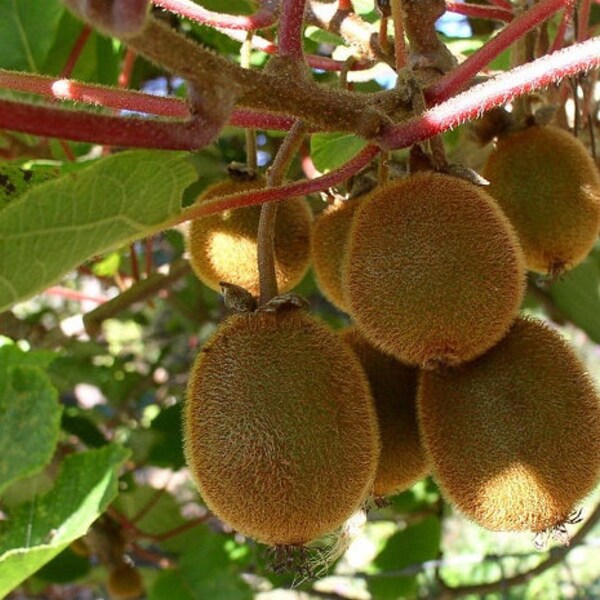 Abbott Kiwi, Actinidia Deliciosa ‘Abbott’,   Cold Hardy Kiwi Fruit For Your Home And Garden