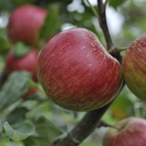Jonagold Apple Tree 4&#39;+, 2-3 Years Old