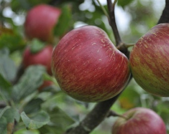 Jonagold Apple Tree 4'+, 2-3 Years Old