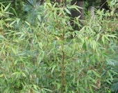 Box of 5 Fargesia robusta 39 Wolong 39 live clumping bamboo plants for hedge or specimen