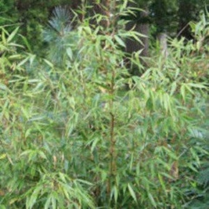 Box of 5 Fargesia robusta 'Wolong' live clumping bamboo plants for hedge or specimen image 2