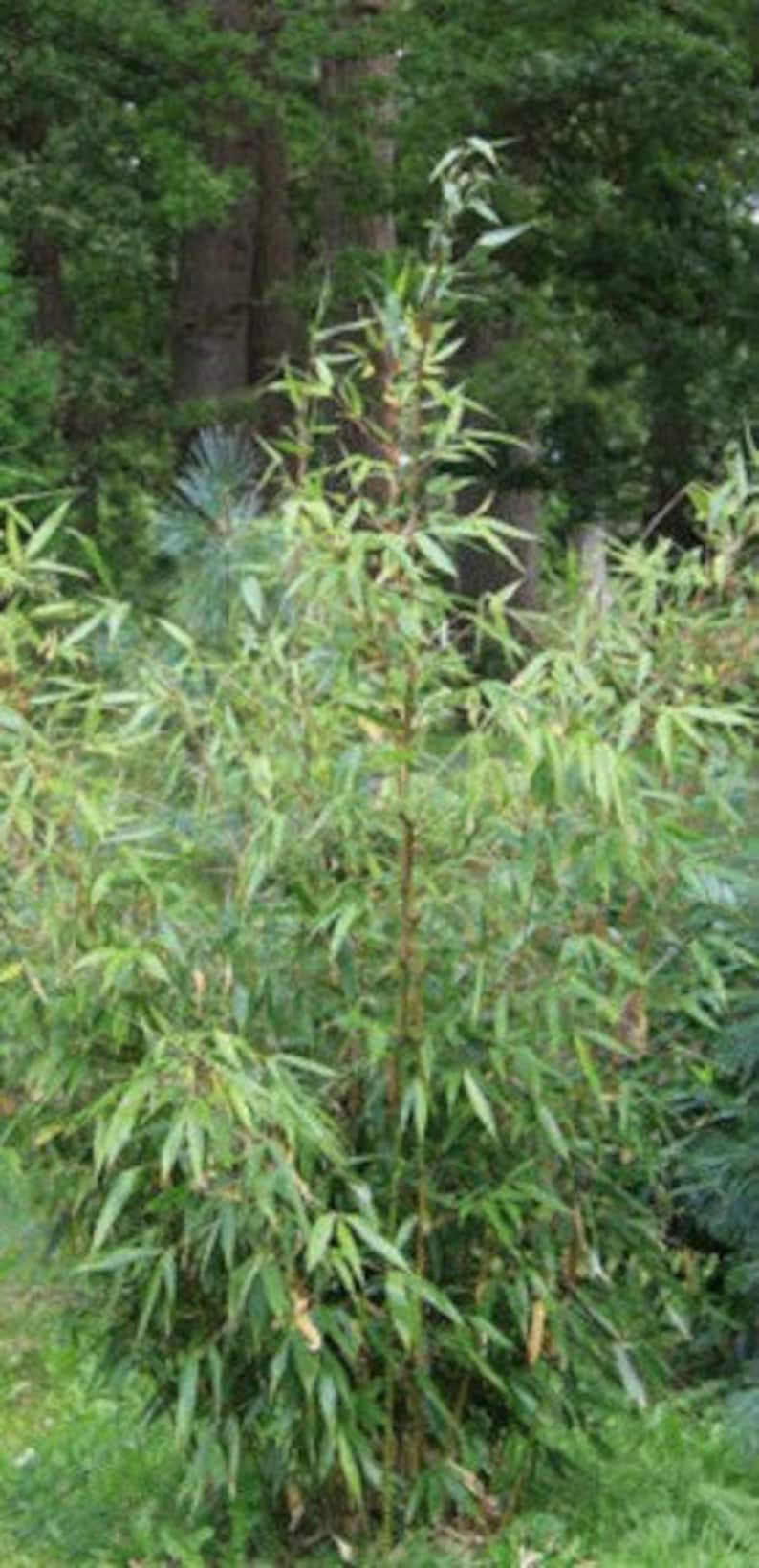 Box of 5 Fargesia robusta 'Wolong' live clumping bamboo plants for hedge or specimen image 2