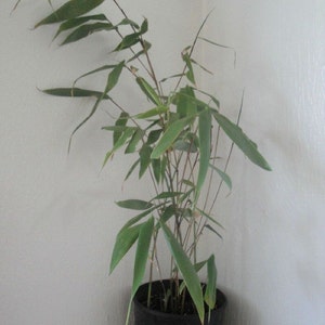 Box of 5 Fargesia robusta 'Wolong' live clumping bamboo plants for hedge or specimen image 4