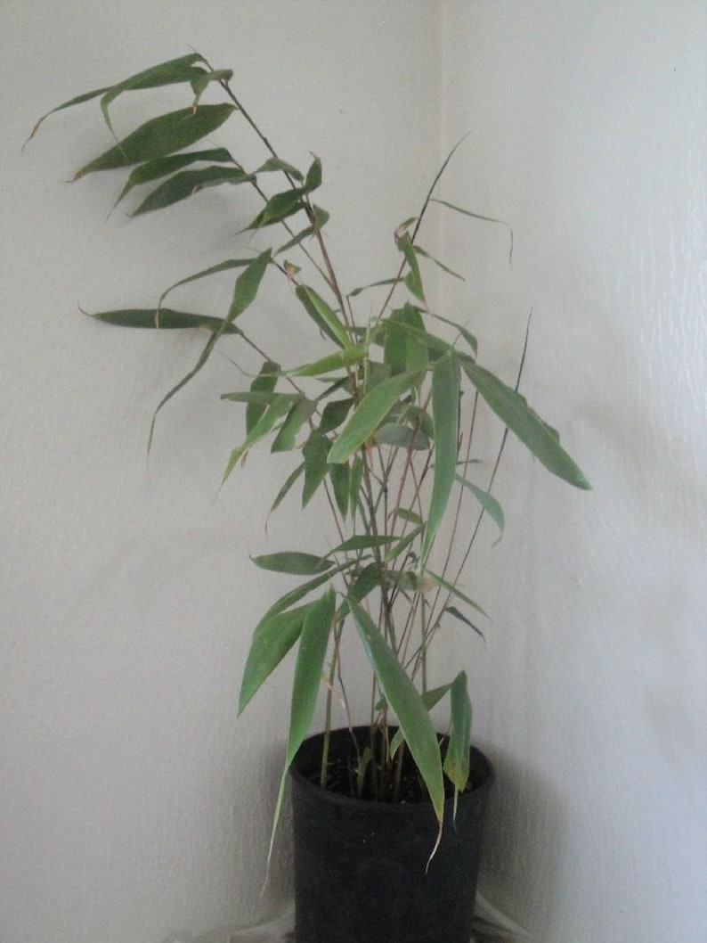 Box of 5 Fargesia robusta 'Wolong' live clumping bamboo plants for hedge or specimen image 4