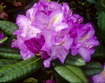 Minnetonka Rhododendron Live Plant