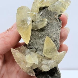 May include: A mineral specimen featuring pale yellow calcite crystals on a dark grey matrix. The translucent crystals have a glassy appearance. The specimen is held in a hand.