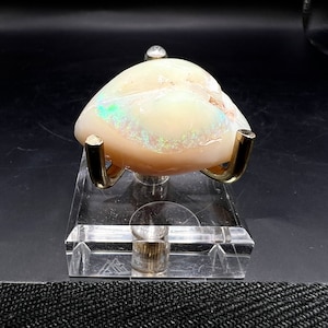 Opalized Shell (Australian)
