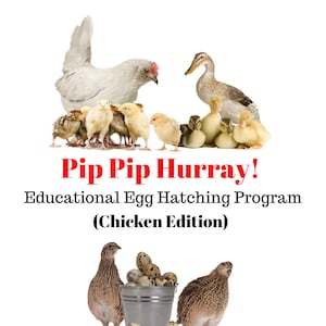 How to Guide: Hatching Fertilized Chicken Eggs