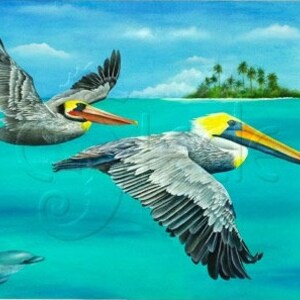 8x10 matted print, pelicans, tropical, Race You To Key Largo image 1