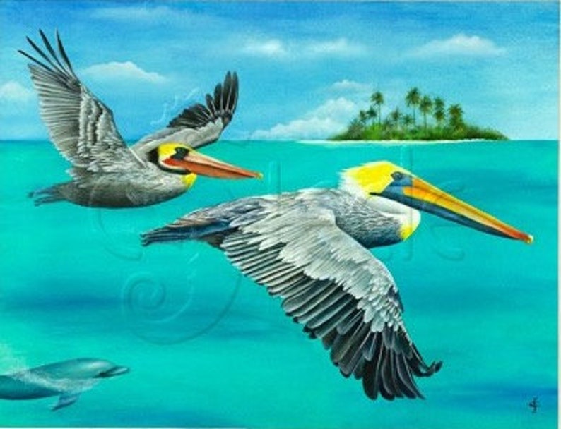 8x10 matted print, pelicans, tropical, Race You To Key Largo image 1