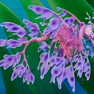 Leafy Sea Dragon