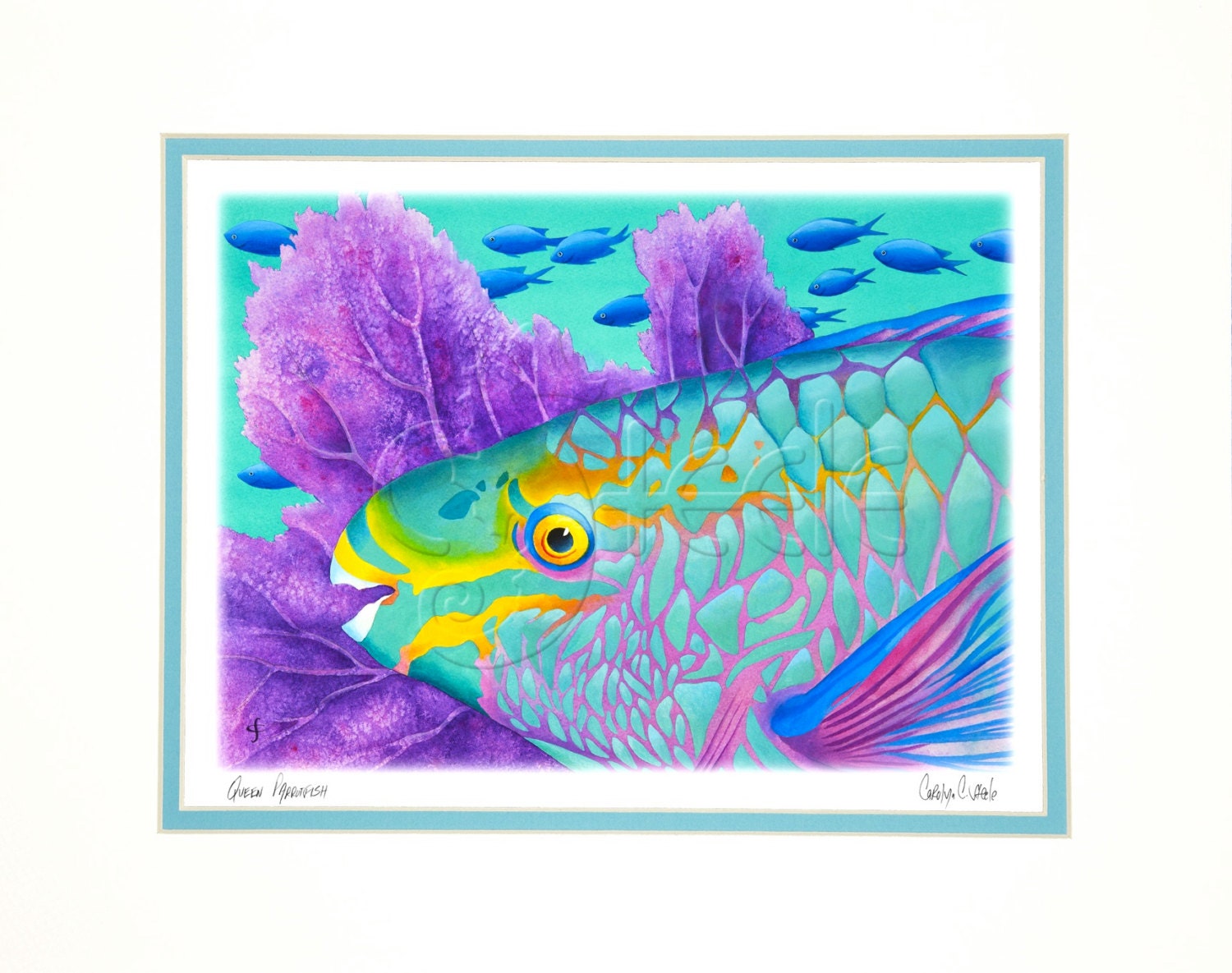 Tropical Art Print - Technicolor Caribbean Parrotfish: 