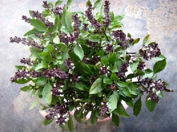 1000 PCS SWEET BASIL GENOVESE OCIMUM BASILICUM HERB FLOWER PLANT SEEDS SUPREME