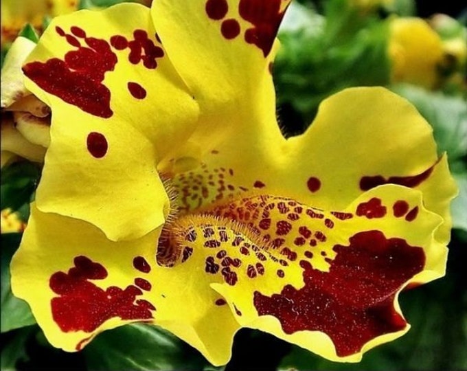 0.1g approx. 2500 Monkey Flower Seeds MIMULUS TIGRINUS Etsy