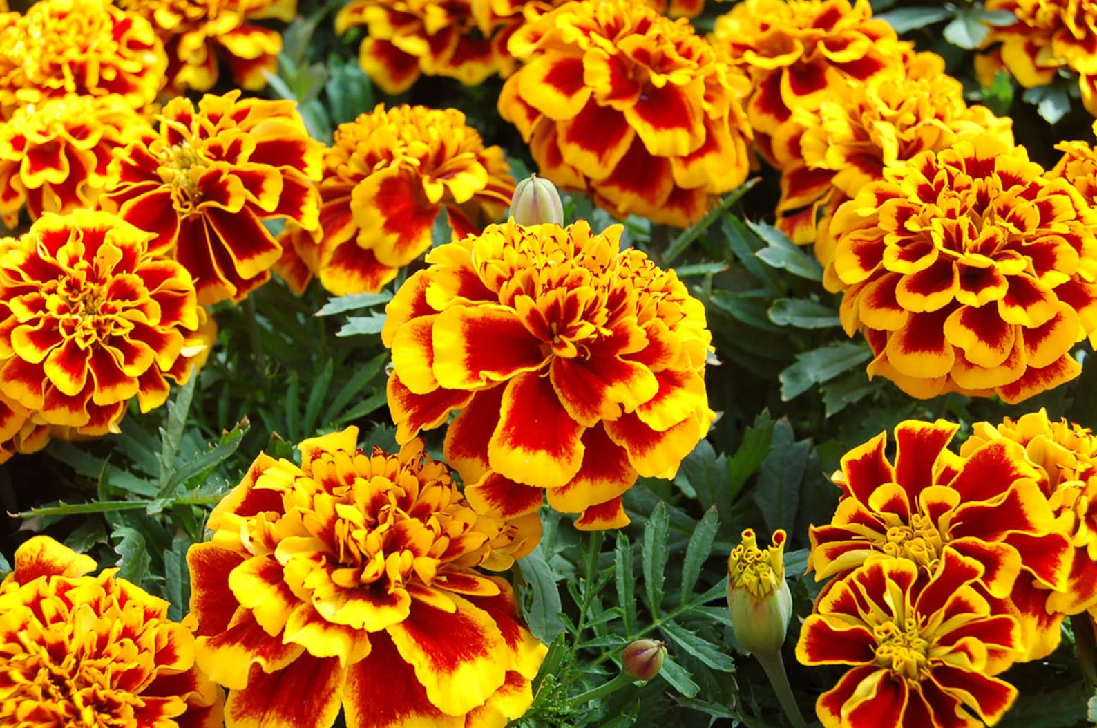 Marigold С†РІРµС‚