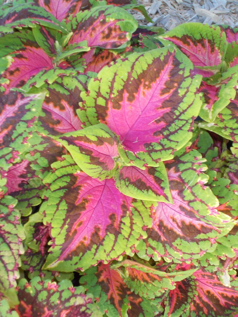 5 coleus seeds KONG SALMON PINK easy to grow low
