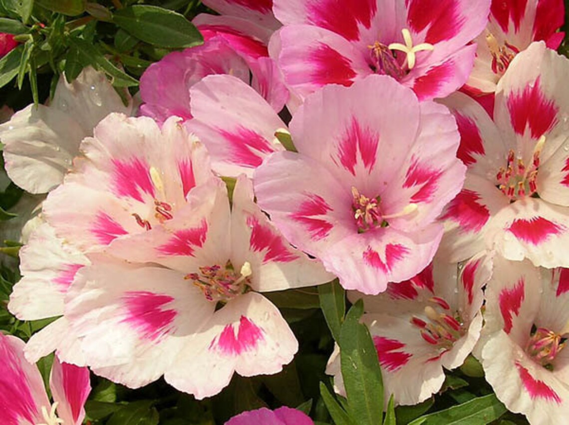 0.3g approx. 540 godetia seeds GODETIA GRANDIFLORA stunning Etsy