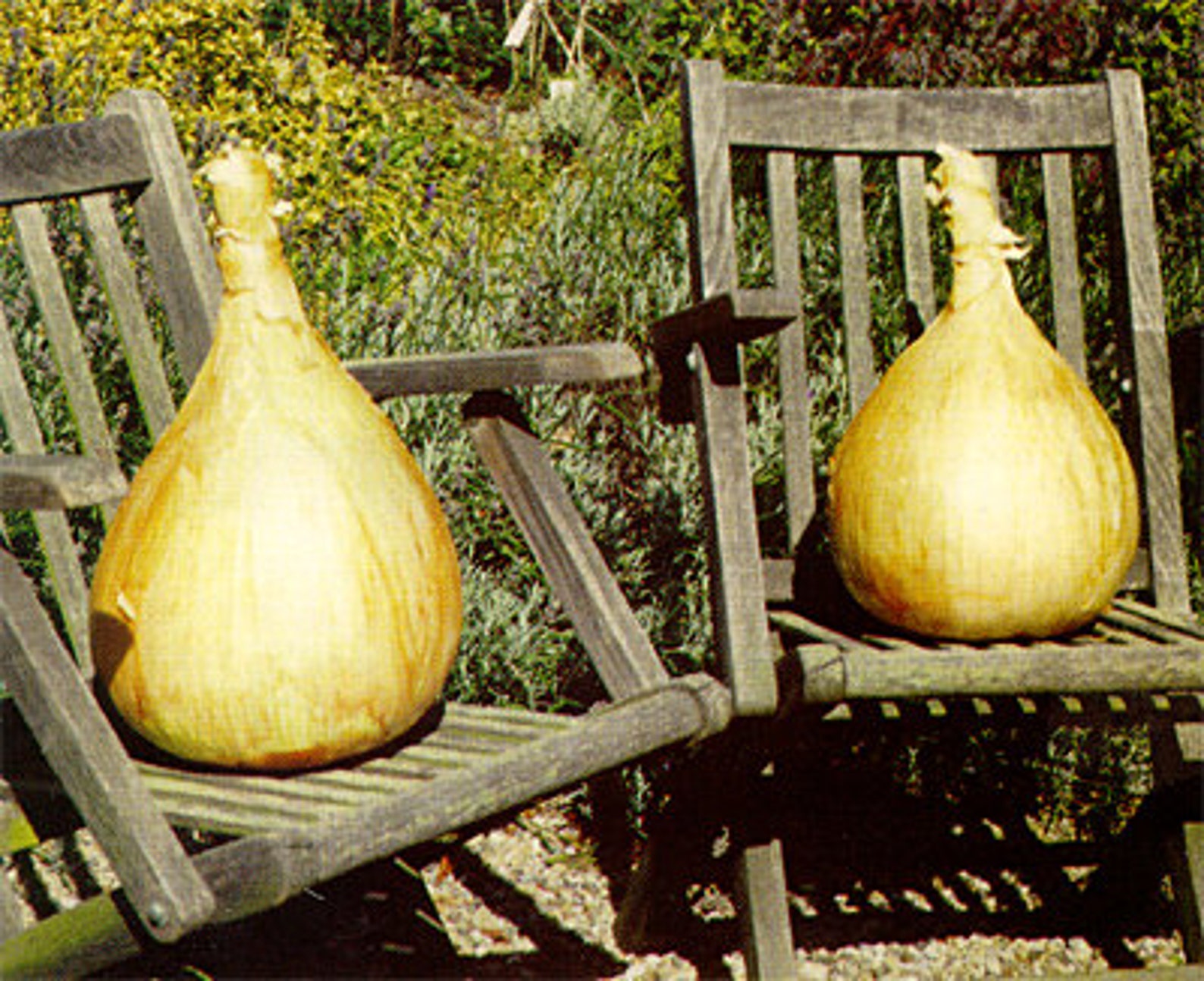 0.5g approx. 140 giant onion seeds AILSA CRAIG Scottish Etsy