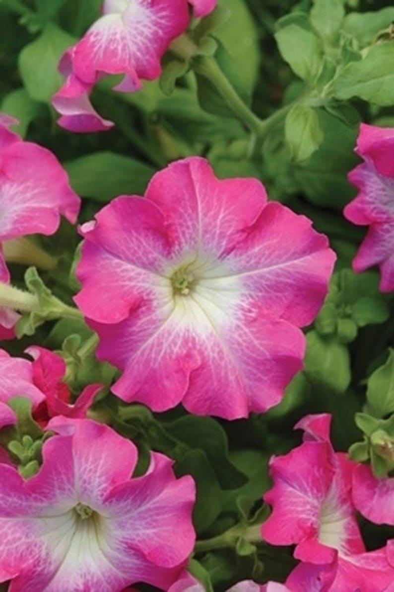 20 Large Bloom Petunia Seeds DREAMS ROSE MORN Everblooming Etsy